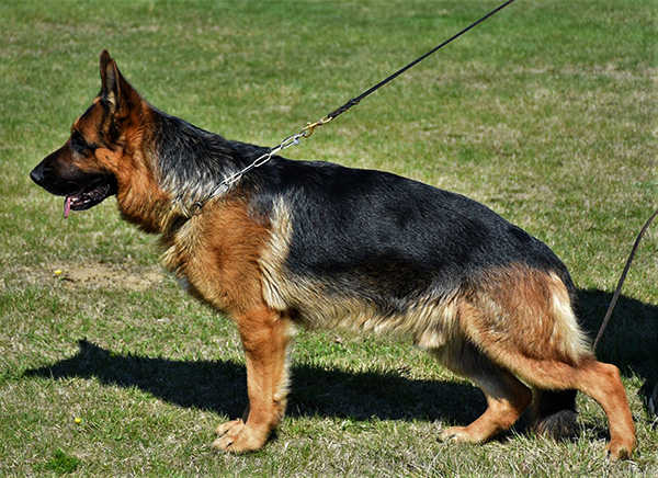 Rayko